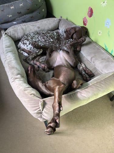 Customer photo review of HiK9 Bed with Black Mesh Cover