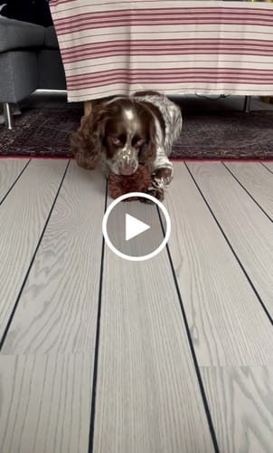 Customer video review of Companion - Løven med den store manke