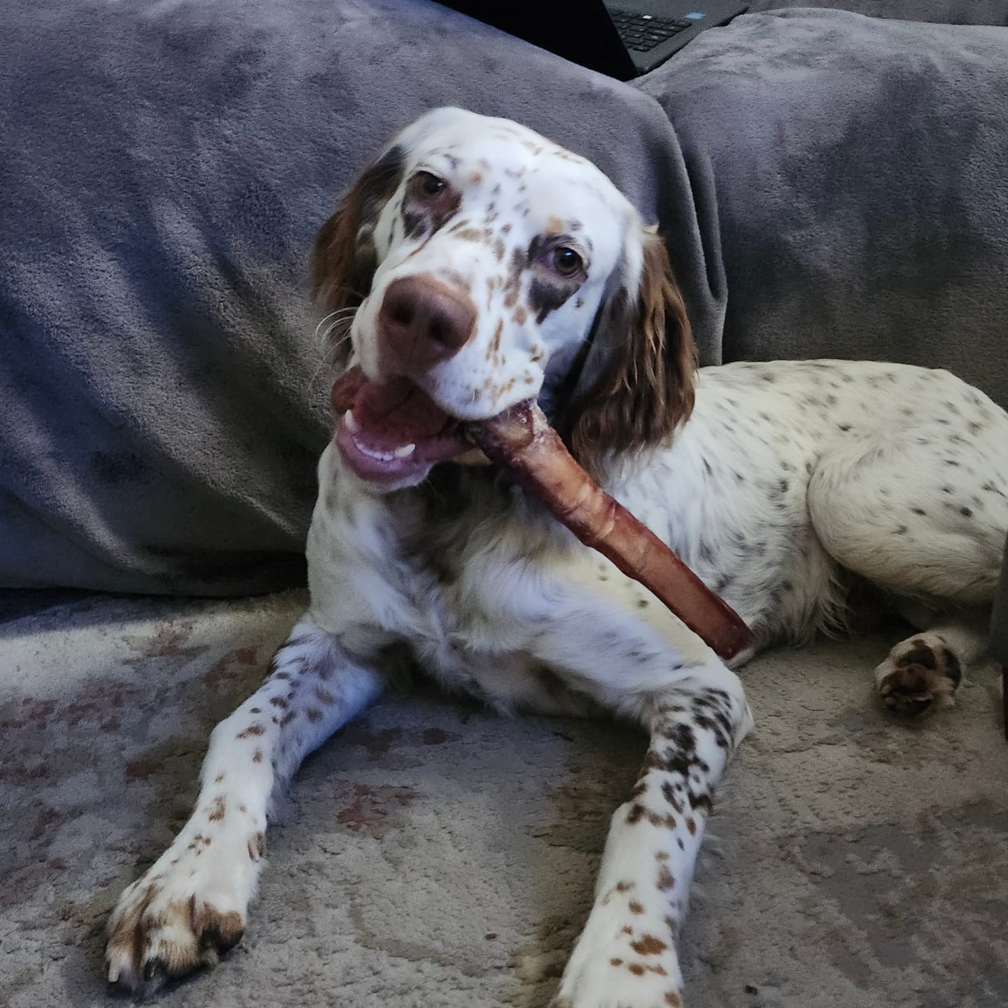 Customer photo review of 12 Inch Mega Monster Bully Stick (LIMITED)