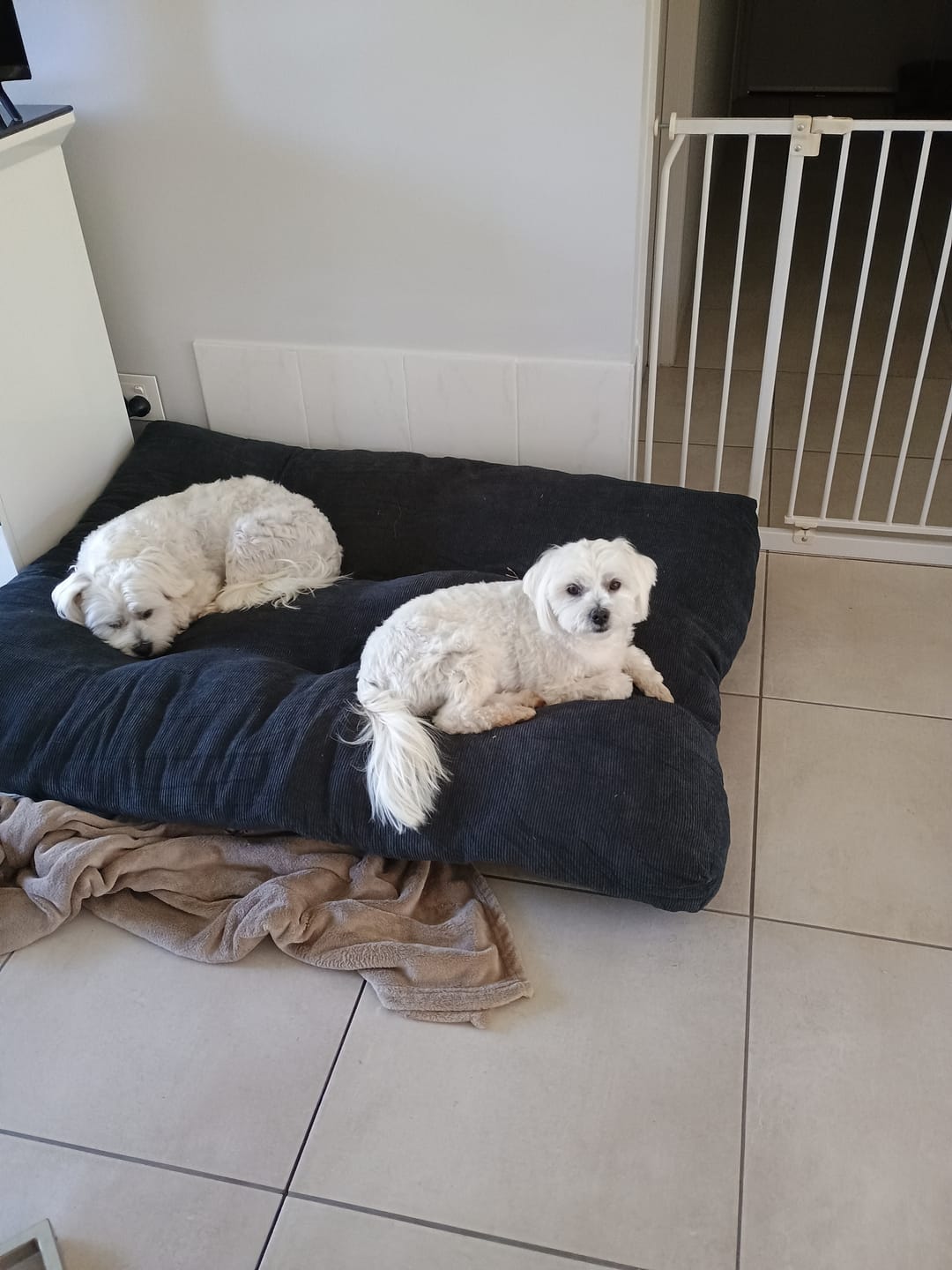 Customer photo review of PaWz Pet Calming Cushion