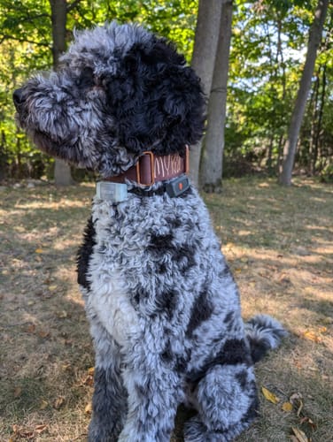 Customer photo review of 2" Tacti Luxe Dog Collar - Rose Gold - Chocolate