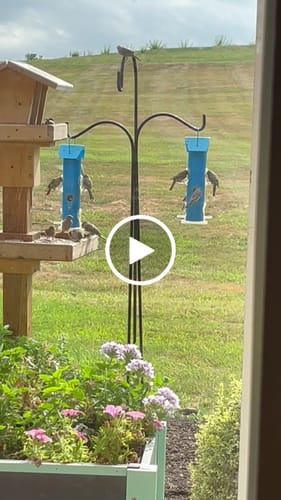 Customer video review of Fine Sunflower Hearts