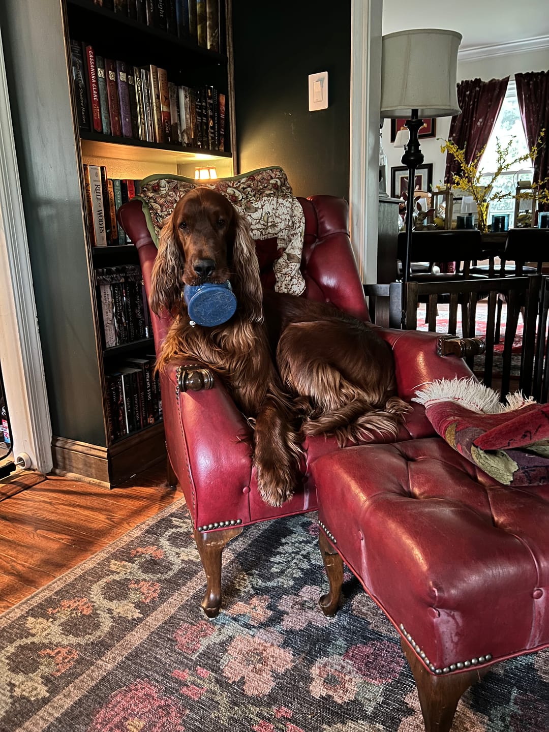 Customer photo review of Bone Refills Dog Meat 90 Grams (4 Pack)®