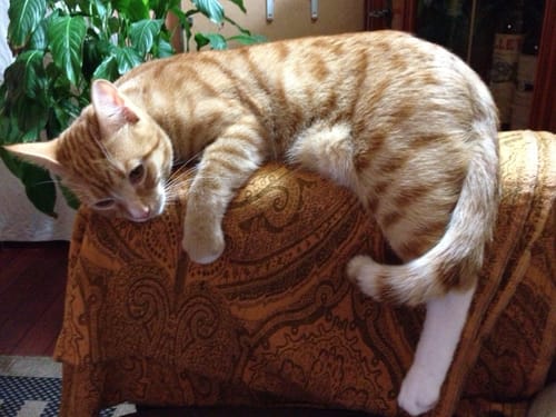 Avis photo d'un client sur Croquettes Chat Stérilisé Sans Céréales - Poulet