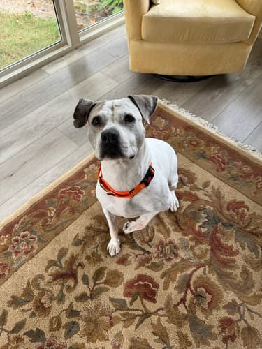 Customer photo review of 12 Inch Standard Bully Stick