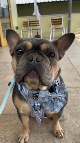 Customer photo review of Disney© Tough Trails™ Harness - Bambi + Friends Blue