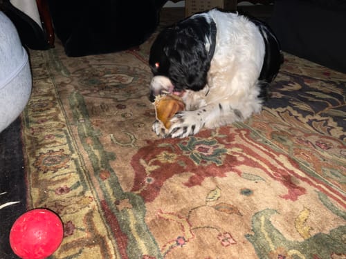 Customer photo review of Pig Ears For dogs