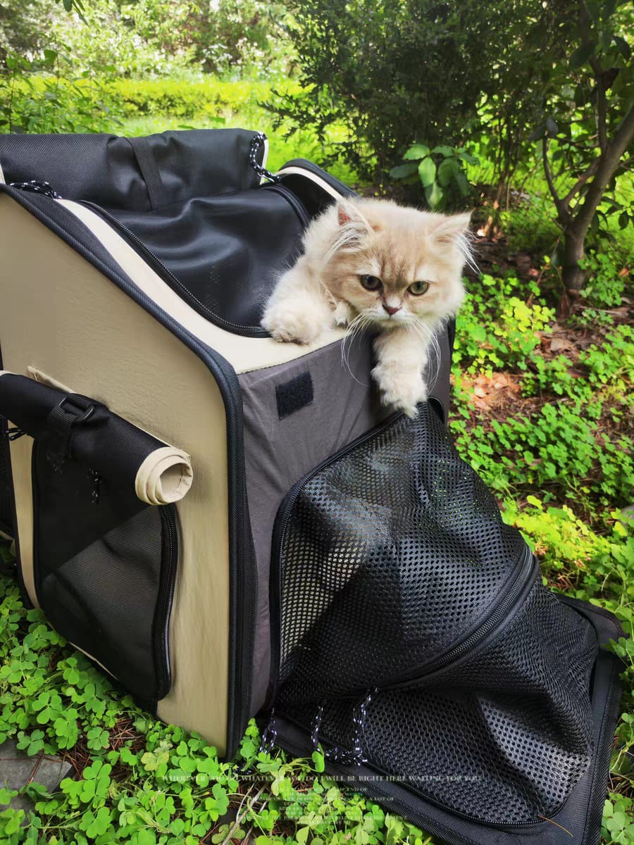 Customer photo review of Luxury Expandable Front and Rear Pet Travel Backpack Tent – Perfect for Multiple Cats, Large Cats, or Small Dogs