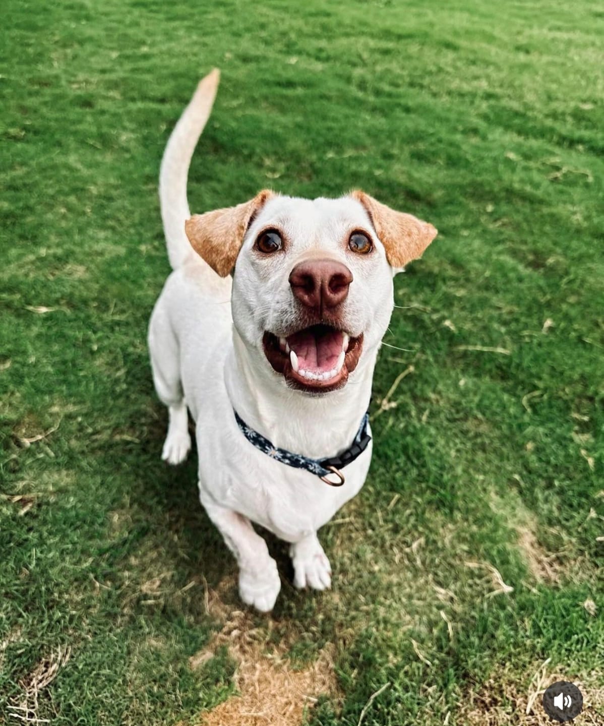 Customer photo review of Gut Morning I Probióticos para Perro y Gato. Mejora la Digestión