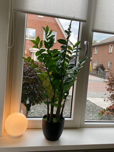 Customer photo review of Zamioculcas Kunstplant 90cm