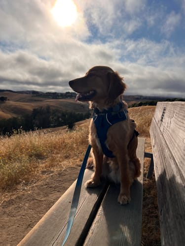 Customer photo review of Great Lakes Blue Leash - Recycled Ripstop