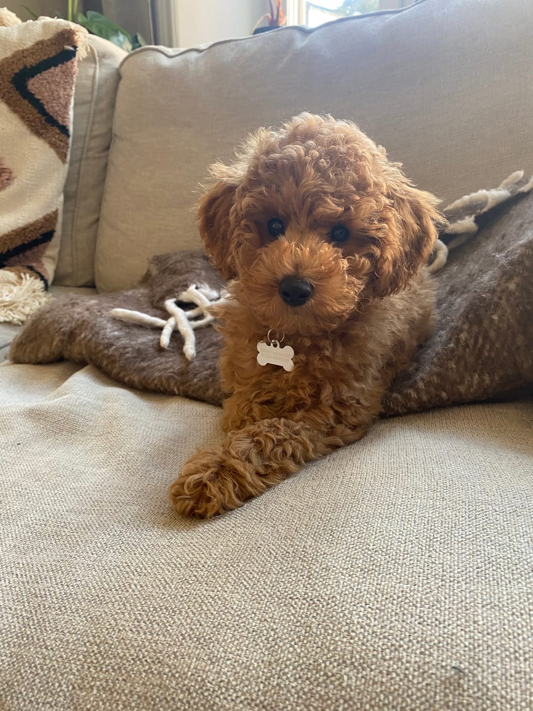 Customer photo review of Bandana - Furburry