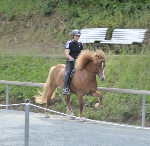 Customer photo review of Strotonin Horse Support