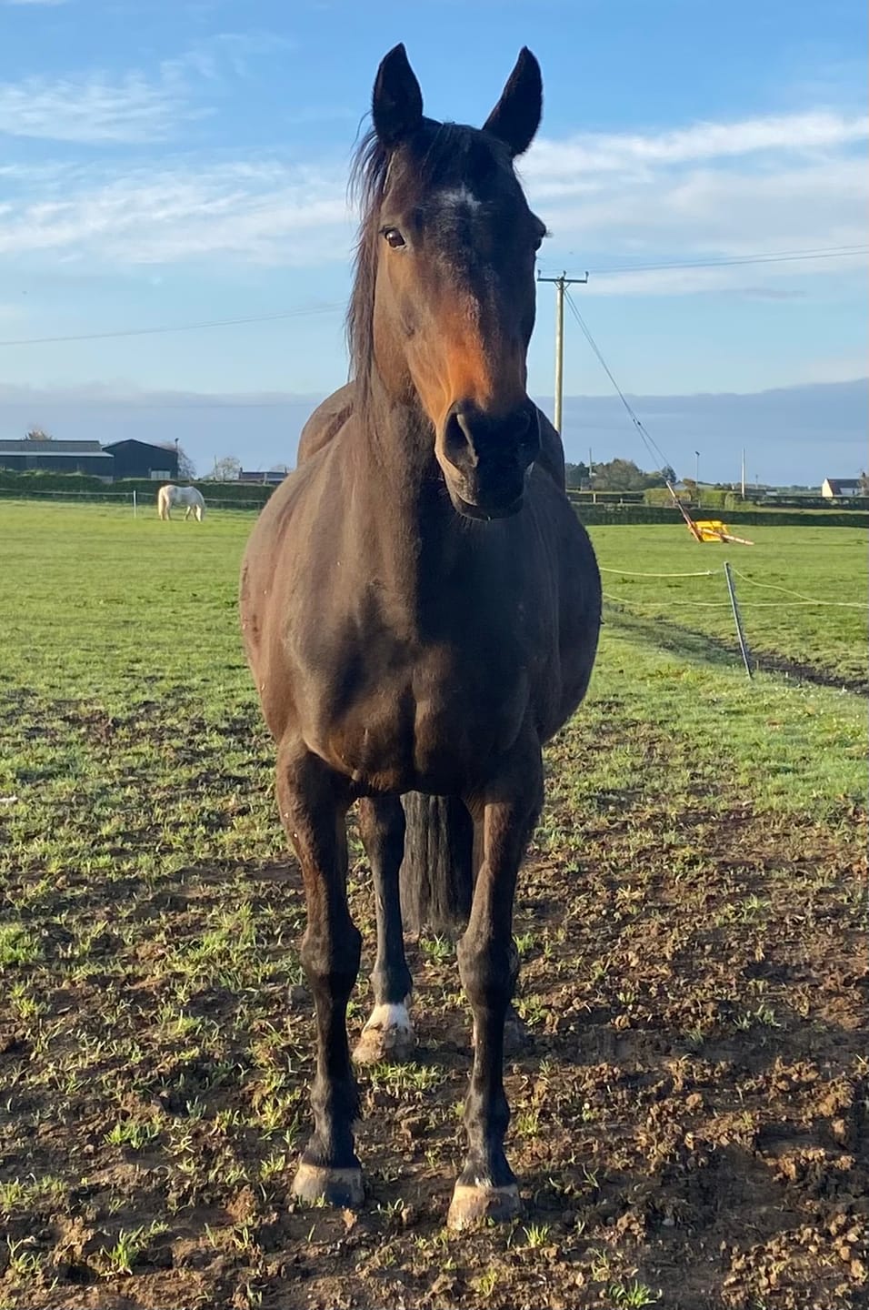 Customer photo review of Horse Spray