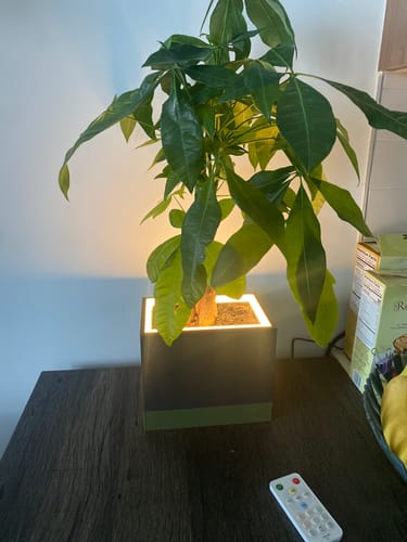 Customer photo review of Rectangle Table Blüme Light LED Planter