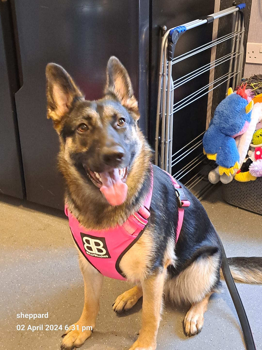 Customer photo review of Premium Comfort Harness | Non Restrictive & Adjustable - Blue v2.0