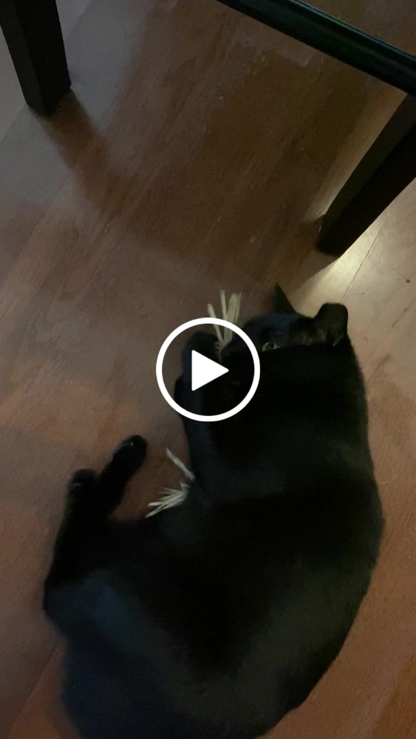 Customer video review of RYERCAT Silvervine Cat Dental Sticks
