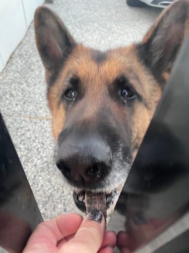 Customer photo review of Treats - Kangaroo Jerky