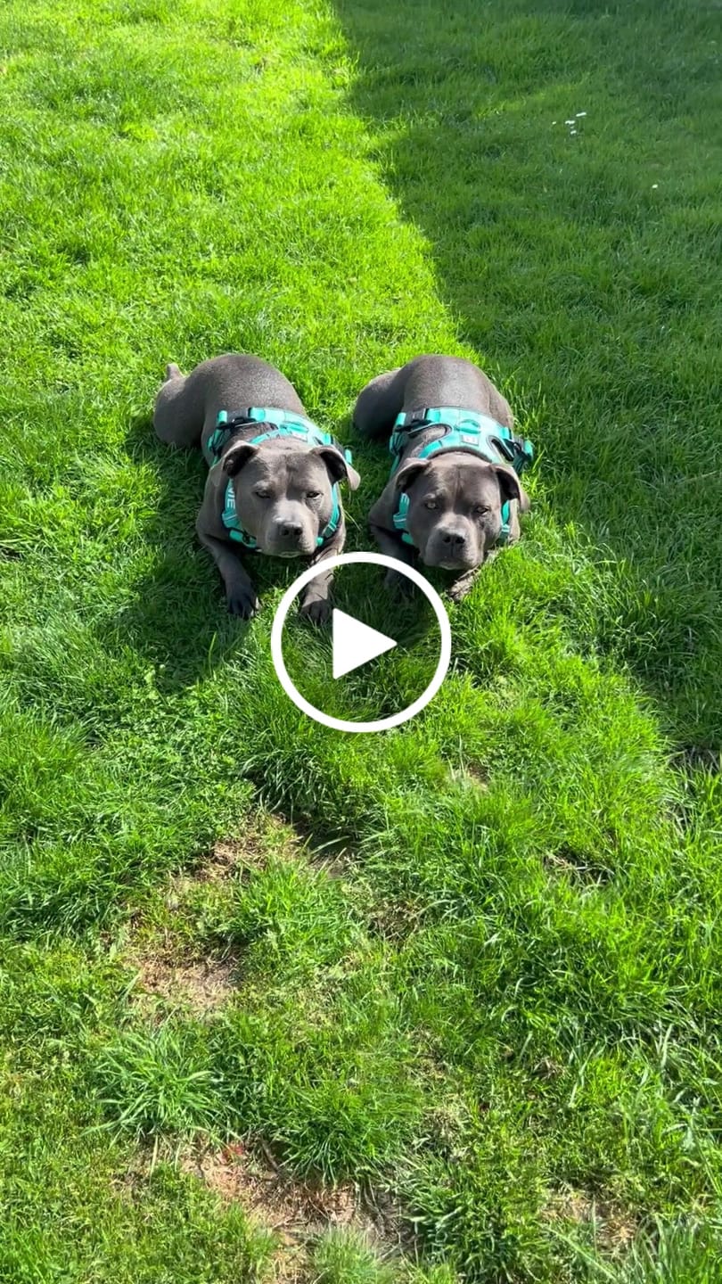 Customer video review of Premium Comfort Harness | Non Restrictive & Adjustable - Turquoise v2.0