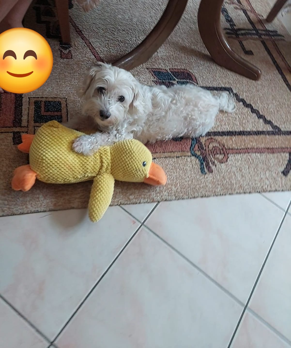 Customer photo review of Smirujuća Patka Za Pse