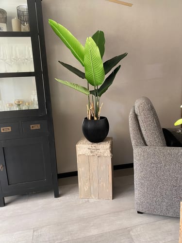 Customer photo review of Strelitzia Kunstplant 120cm