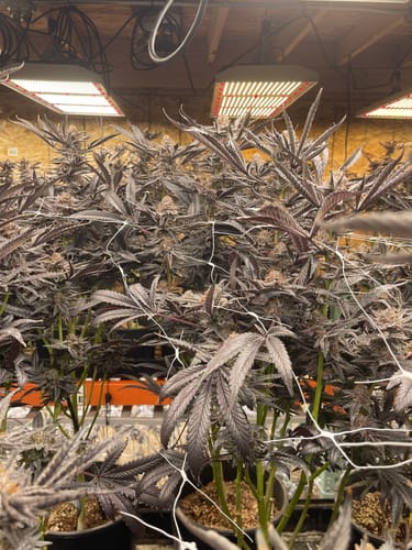 Customer photo review of FGI Lightpanel 500 Full Spectrum LED Grow Light. Commercial Grade, Very High Output, 4' Wide Grow Trays.