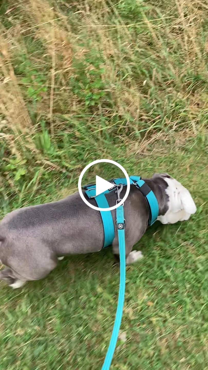Customer video review of TRI-Harness® | Anti-Pull, Adjustable & Durable - Dog Trainers Choice -  Light Blue v2.0