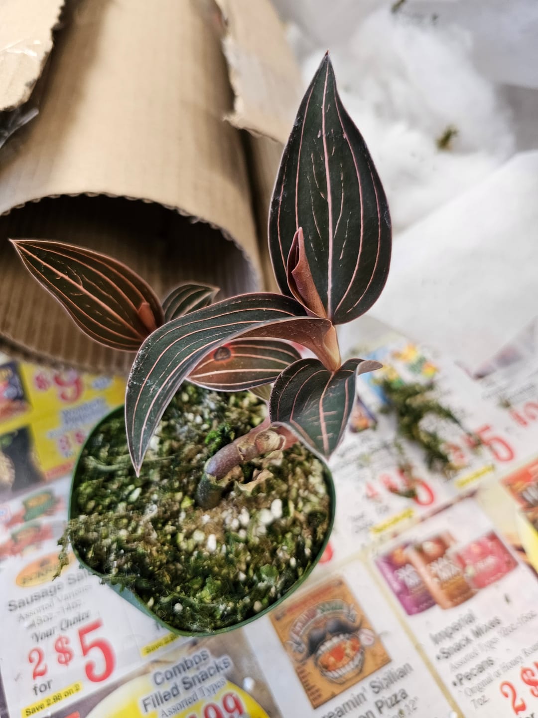 Customer photo review of Orchid Ludisia discolor