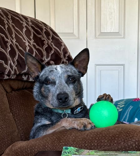 Customer photo review of Fetch & Glow Balls