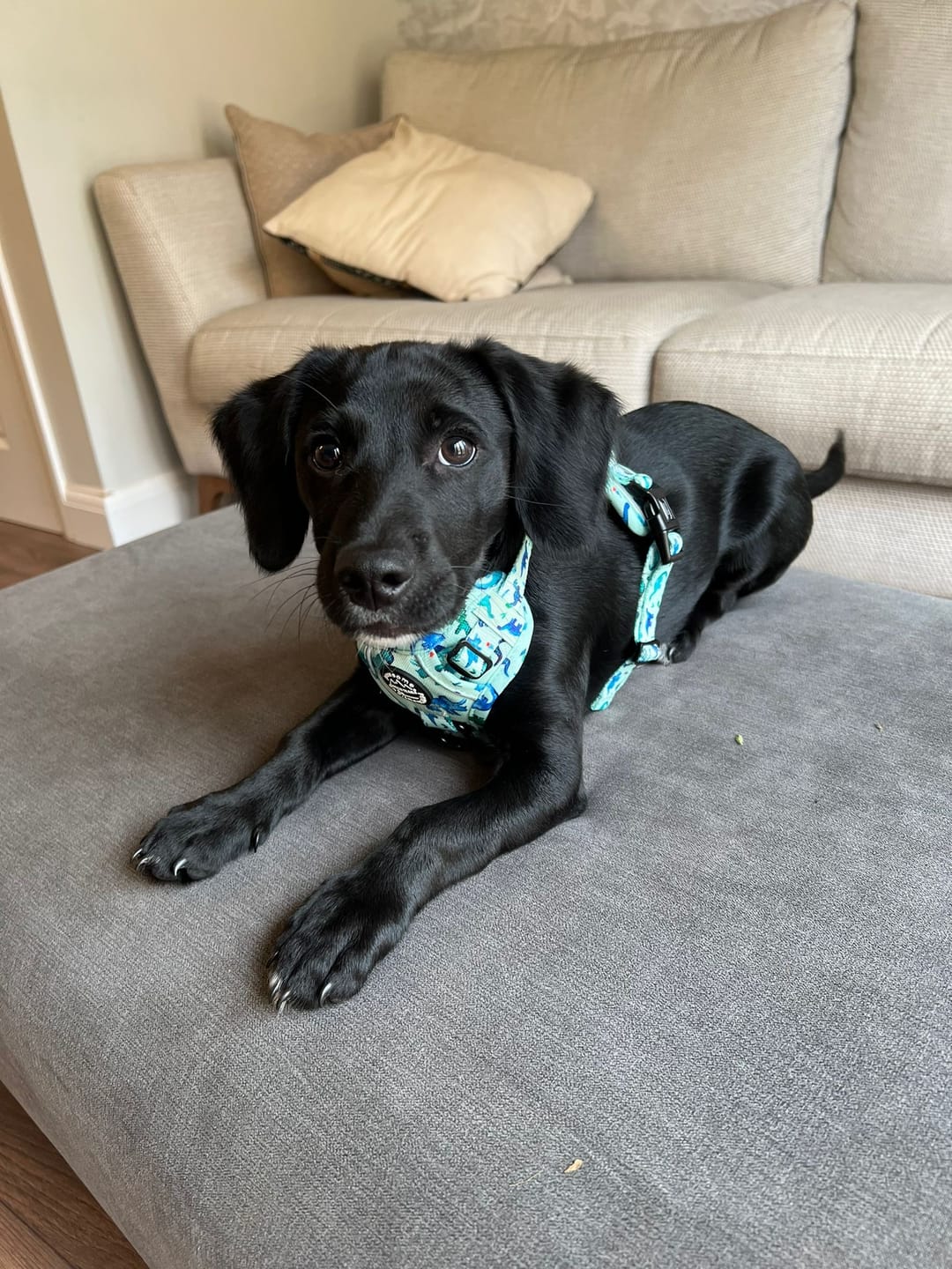 Customer photo review of Tough Trails™ Harness - Dinky Dino