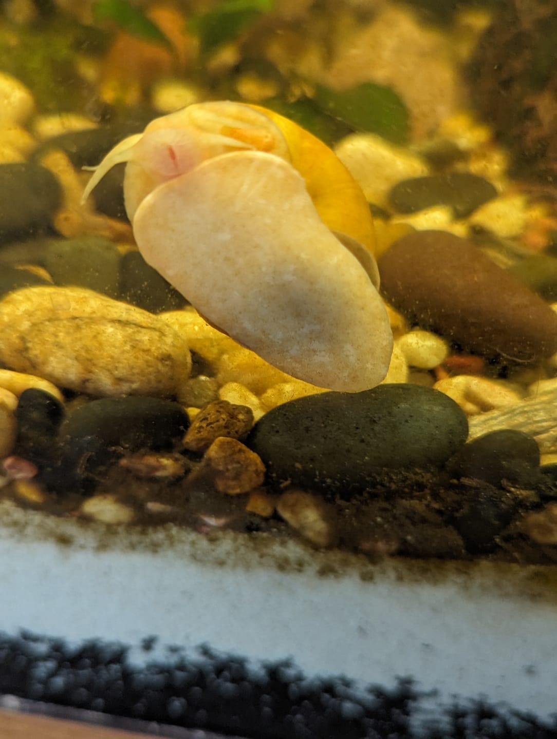 Customer photo review of Gold Mystery Snail