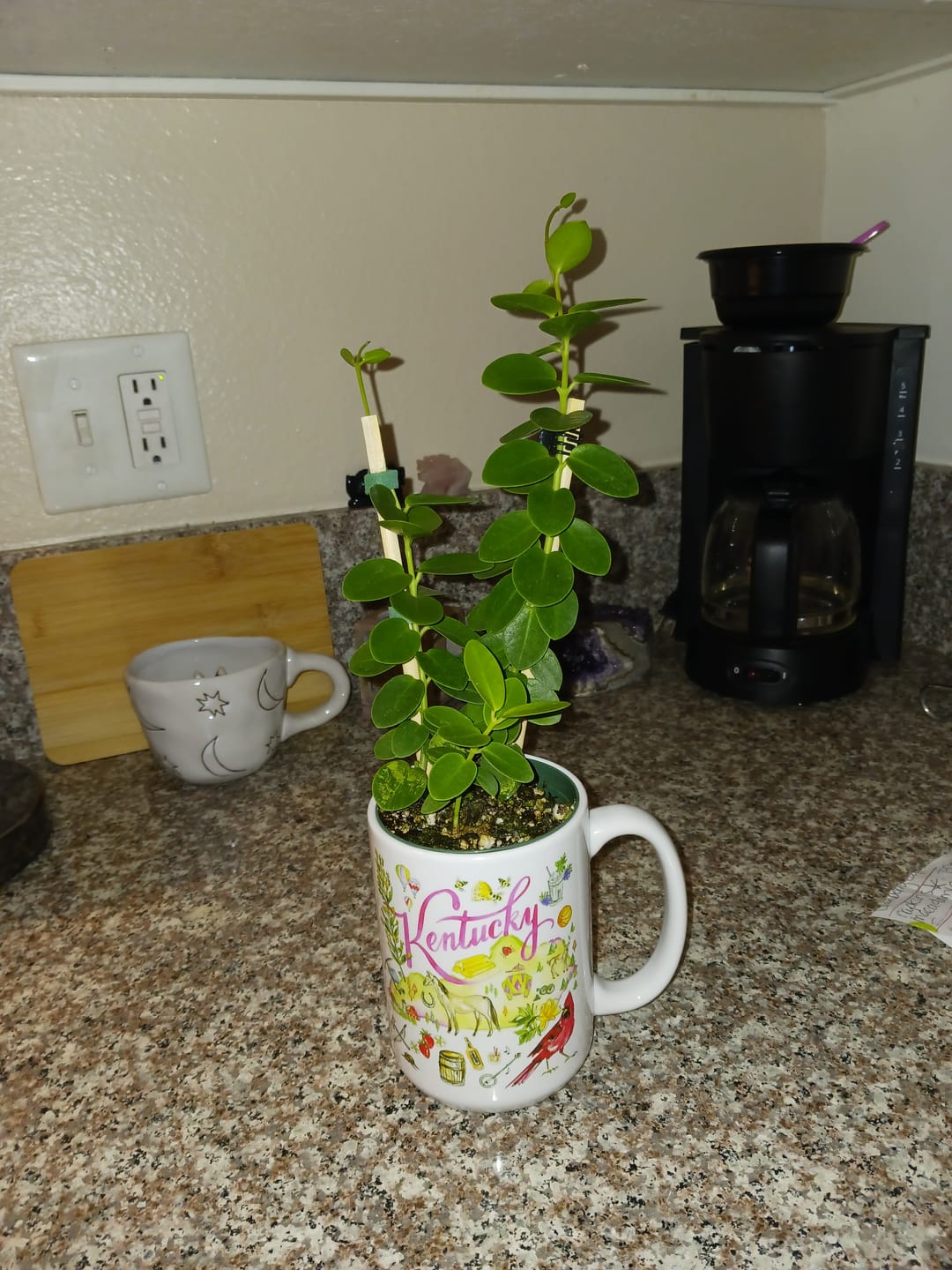 Customer photo review of Hoya cumingiana