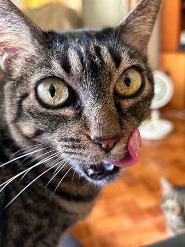 Avaliação com foto de um cliente sobre Specific Cat FGD Senior (7 Kg)
