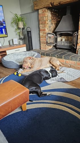 Customer photo review of The Ultimate Cooling Pet Mat