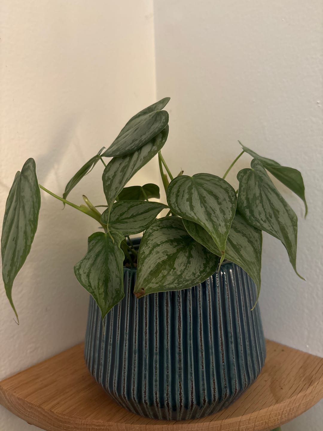 Customer photo review of Philodendron brandtianum
