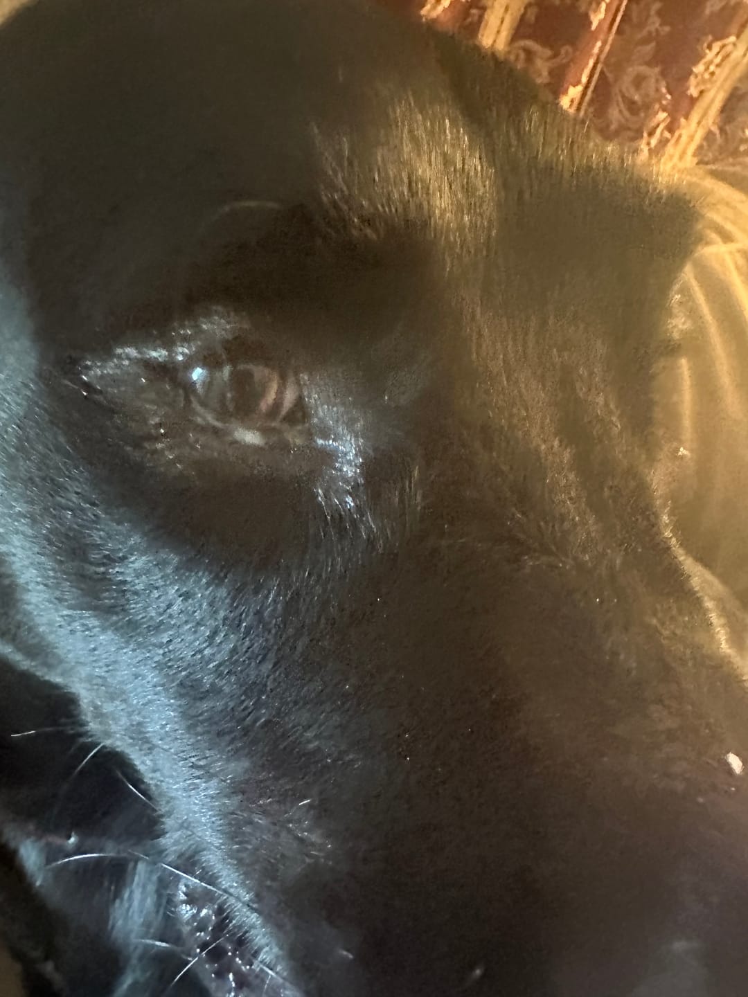 Customer photo review of Natural Dog Eye Infection Treatment  - Helps Conjunctivitis, Watery Eyes, Red Eye, and General Eye Care