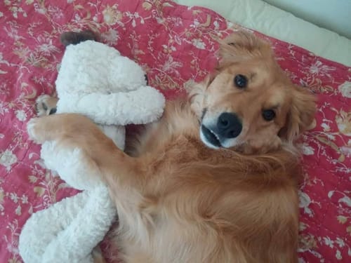 Customer photo review of Natural Hypothyroidism Support Formula for Dogs, 300 Pellets, 30-Day Supply