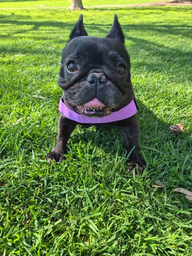 Customer photo review of Dog Harness