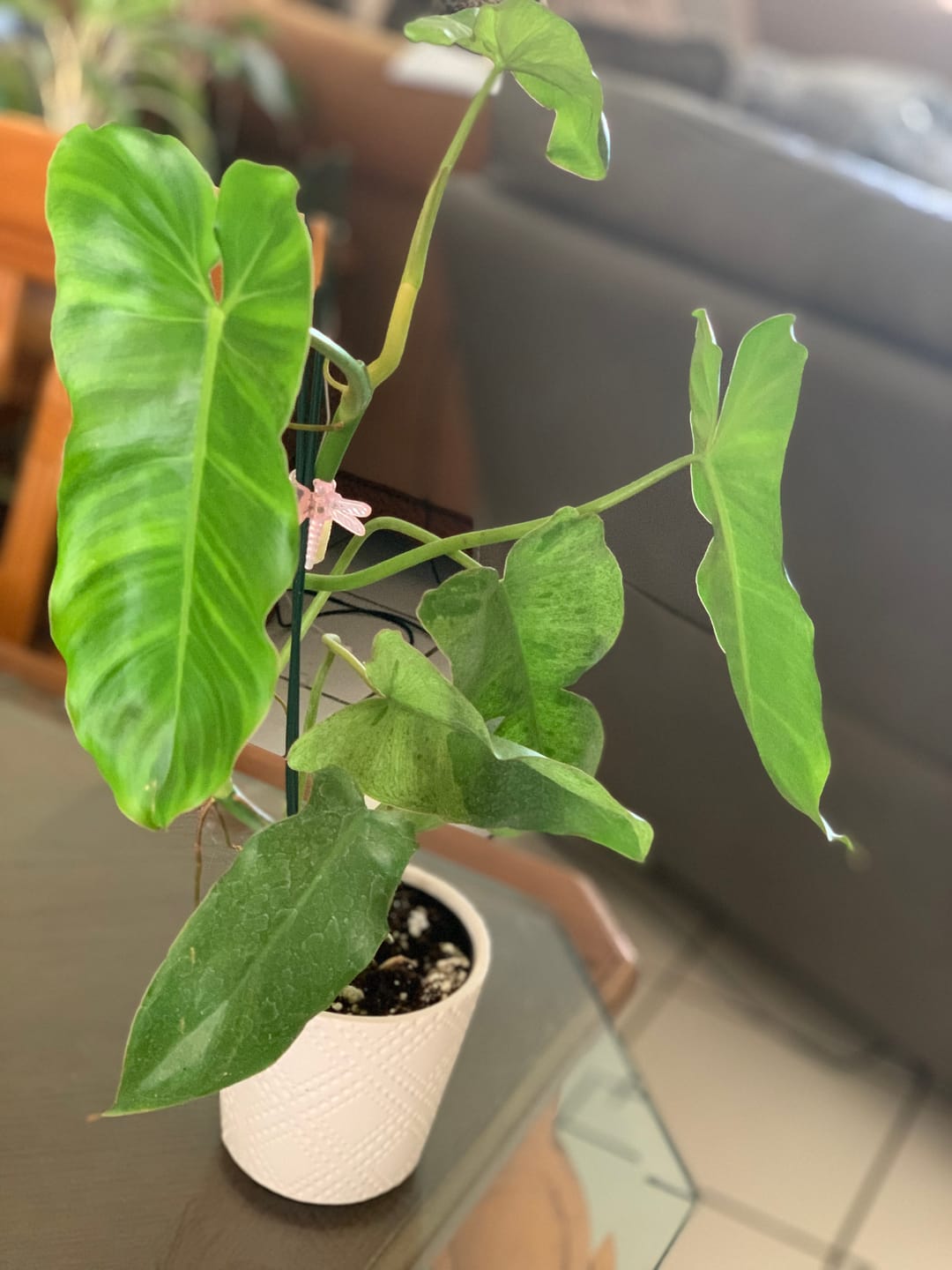 Customer photo review of Philodendron 'Paraiso Verde'