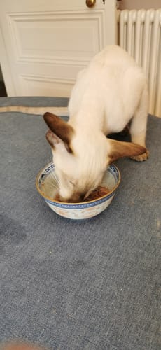 Avis photo d'un client sur Coffret Découverte Chaton - 1kg Croquettes + 8 Pâtées + 3 probiotiques