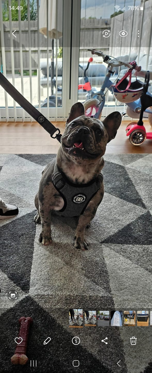 Customer photo review of Premium Comfort Tweed Harness | Non Restrictive & Adjustable - Stone Grey