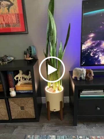 Customer video review of Aura Blüme Light