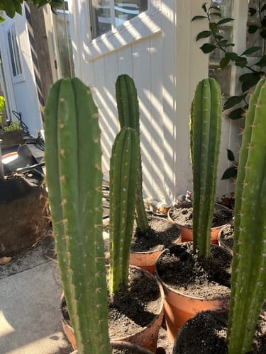 Customer photo review of Non-PC San Pedro Cactus | Trichocereus pachanoi