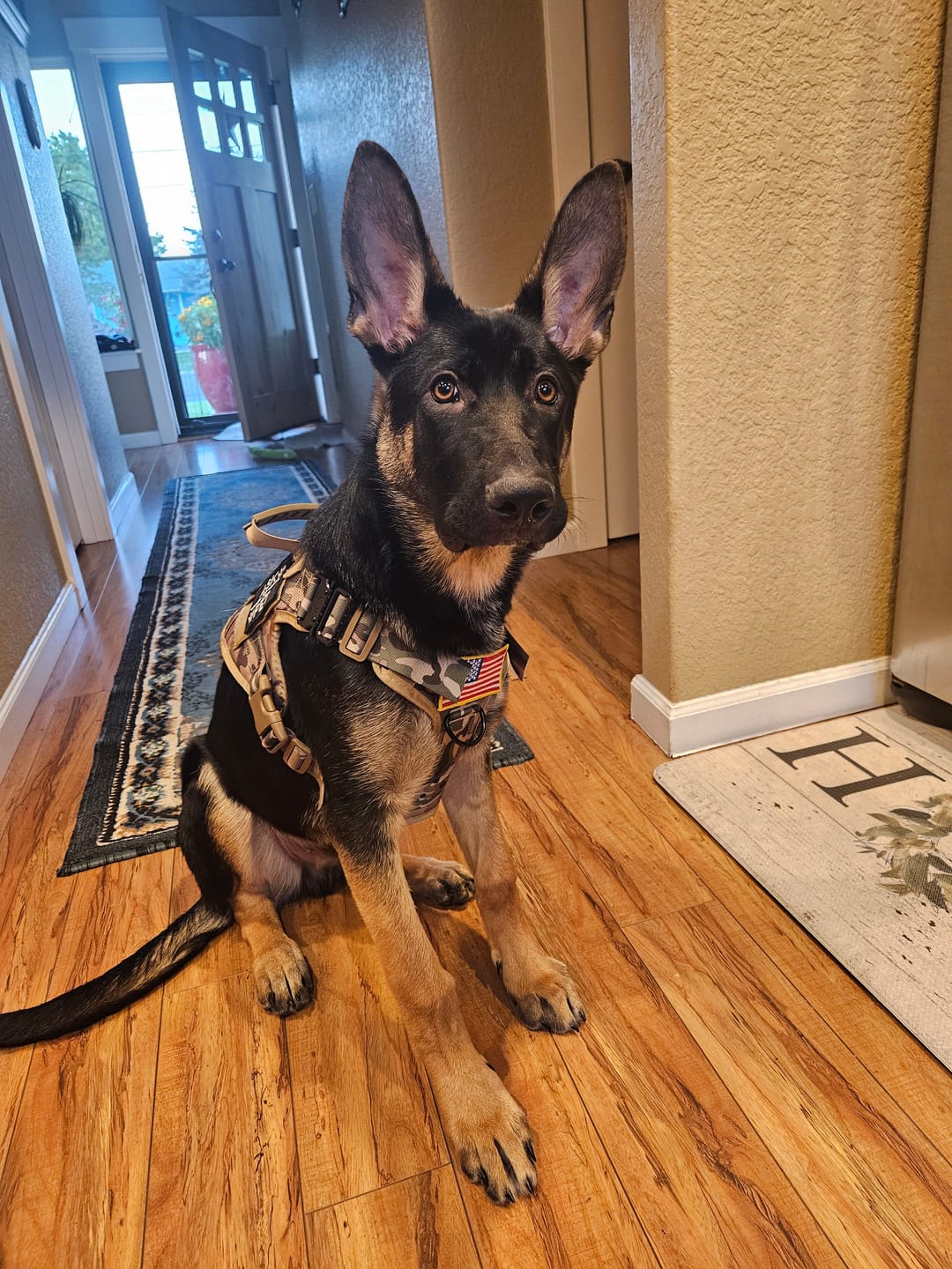 Customer photo review of Hook & Loop Patch Variety Bundle For Harness (Pack of 12)