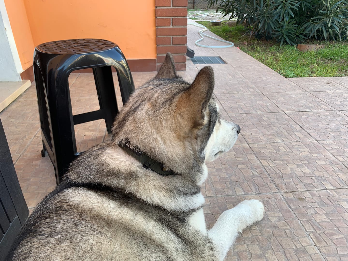Customer photo review of Keepaws™ Tactical AirTag Collar