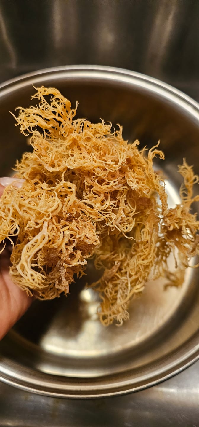 Customer photo review of PREMIUM RAW SEA MOSS