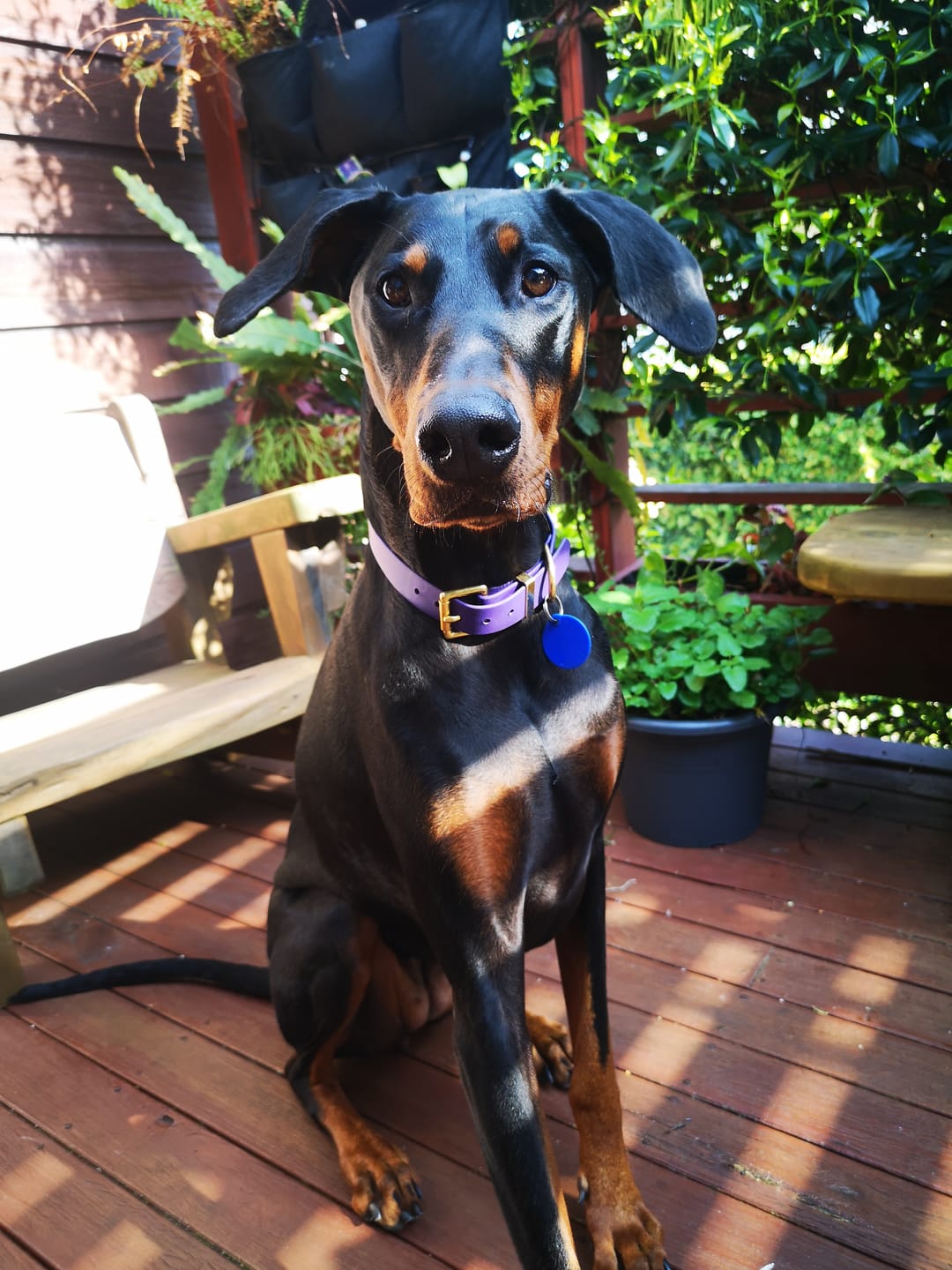 Customer photo review of Classic Buckle Collar - Waterproof BioThane® Custom Dog Collar