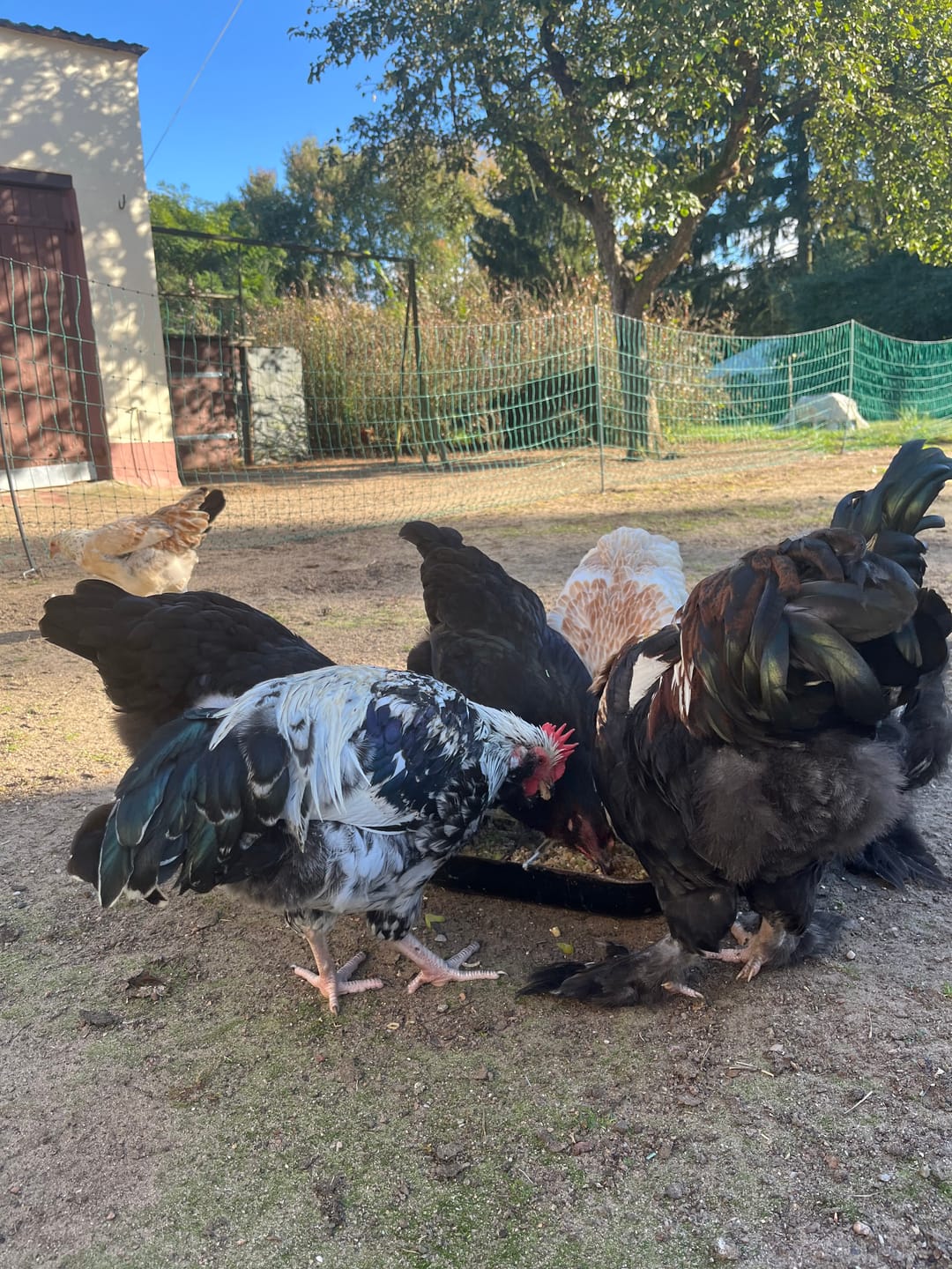 Customer photo review of Hermetia Larven 3 kg