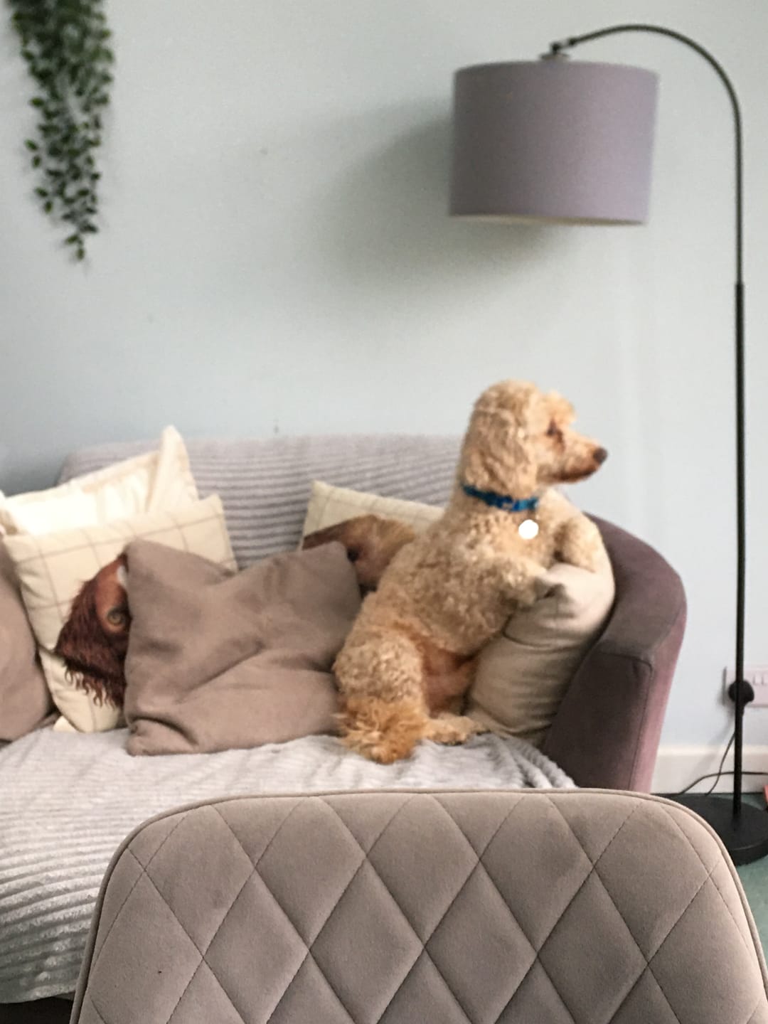 Customer photo review of Total Dental Care Supplement For Dogs