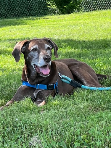 Customer photo review of Doggie Greens